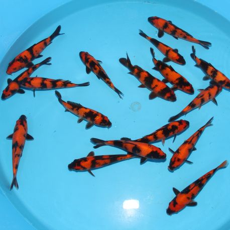 Koi Japon Tosai Hi Utsuri Tateshita 20-22 cm éleveur Shinoda