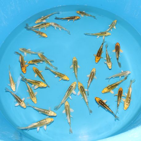 Koi Japon Tosai Ki Mizuho 15-17 cm éleveur Hirasawa