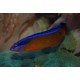 Pseudochromis Aldabraensis d'élevage 4-6cm 39,50 €