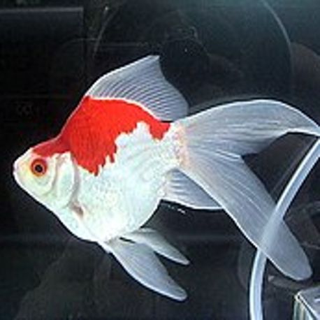 Tamasaba / Sabao Nisai Origine Japon 10-12cm