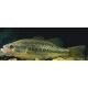 Black Bass Micropterus Sp 6-8 cm