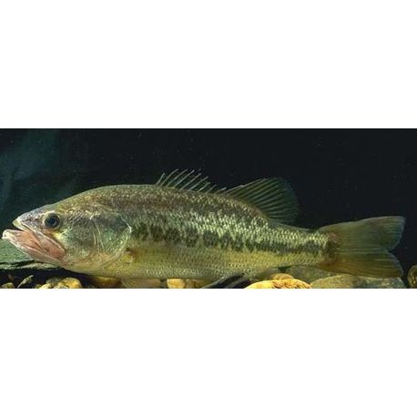 Black Bass Micropterus Sp 6-8 cm