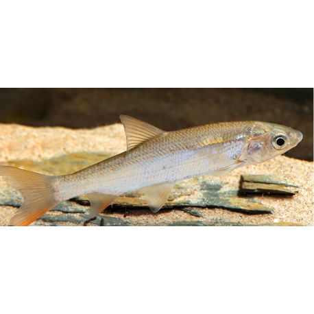 Hotu-Chondrostoma Nasus 7-10 cm Excellent mangeur d’algues