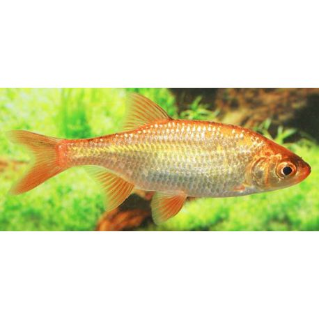 Rotengle rouge-Scardinius Erythrophthalmus red