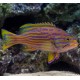Cephalopholis polleni 8-10 cm 139,50 €