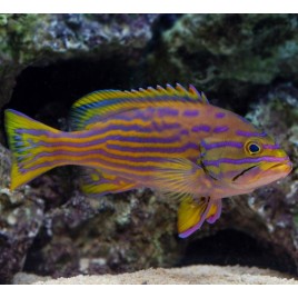 Cephalopholis polleni 139,50 €