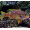 Cephalopholis polleni 8-10 cm
