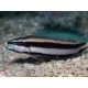 Pseudochromis sankeyi 4-5 cm 28,50 €