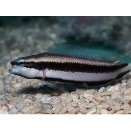 Pseudochromis sankeyi 4-5 cm 28,50 €