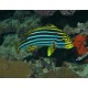 Plectorhinchus orientalis : 10 à 15 cm  