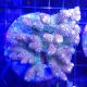 Acropora millepora rose 5-7 cm