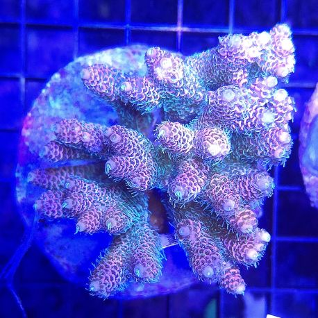 Acropora millepora rose 5-7 cm