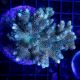 Acropora millepora rose 5-7 cm