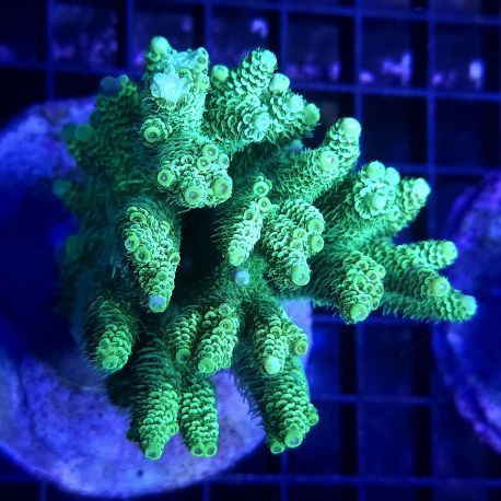 Acropora Millepora vert 7-10 cm