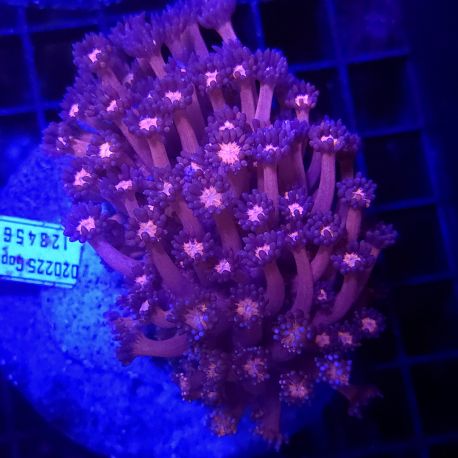 Goniopora Rouge 4-5 cm