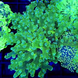 Bouture Euphyllia Paradivisa vert