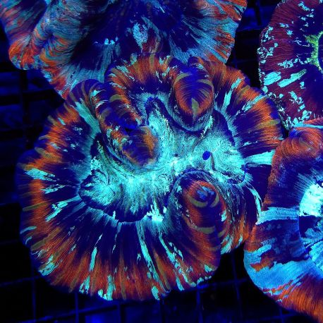 Trachyphyllia Full colors 7-10 cm