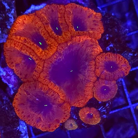 Blastomussa wellsi rouge
