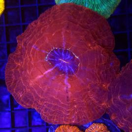 Cynarina Lacrymalis rouge