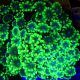 Alveopora vert à gros polypes 10 cm (ouvert)