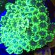 Alveopora vert à gros polypes 10 cm (ouvert)