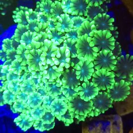 Alveopora vert à gros polypes 10 cm (ouvert)