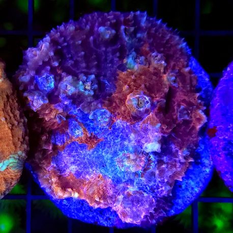 Echynophyllia "Puddle Blood"