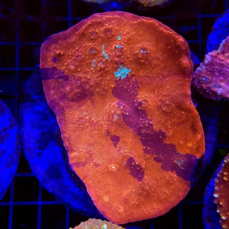 Echynophyllia rouge 8-10 cm