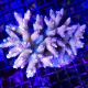 Acropora millepora rose 5-7 cm