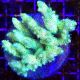 Acropora Millepora vert 7-10 cm