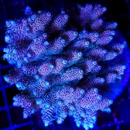 Acropora millepora rose 10 cm