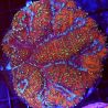Symphyllia rouge