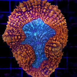 Lobophyllia hemprichii rouge et vert 10-12 cm