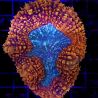 Lobophyllia hemprichii rouge et vert 10-12 cm