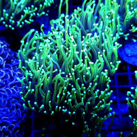 Bouture Euphyllia Golden Torch (2 polypes)