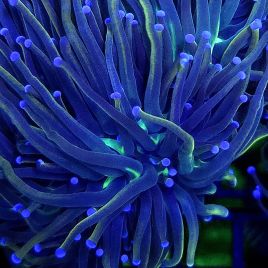 Bouture Euphyllia NYK (1 polype)