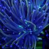 Bouture Euphyllia NYK (1 polype)