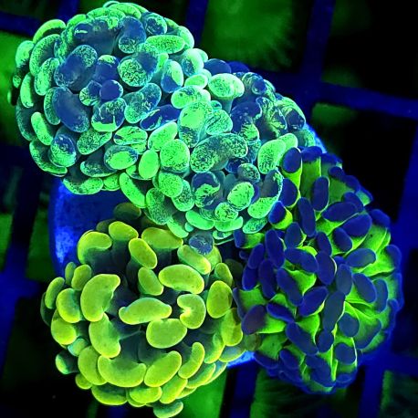 Euphyllia parancora ("Bouquet de la marée")