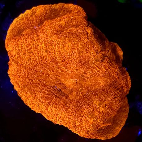 Bouture acanthastrea bowerbanki rouge