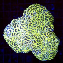 Euphyllia ancora jaune 10-15 cm