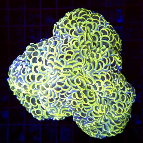 Euphyllia ancora jaune 10-15 cm