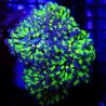 Euphyllia parancora bicolor pointes mauves 5-6 polypes