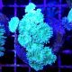Bouture Duncannopsammia vert (5-7 polypes)