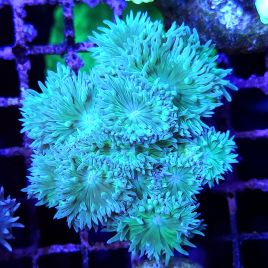 Bouture Duncannopsammia vert (5-7 polypes)