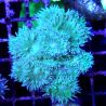 Bouture Duncannopsammia vert (5-7 polypes)