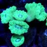 Bouture Caulastreas vert fluo 4-5 polypes