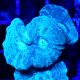 Bouture Caulastrea bleu 2 polypes