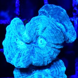 Bouture Caulastrea bleu 2 polypes