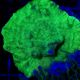 Bouture leptoseris vert fluo