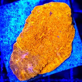 Bouture Echynophyllia rouge 5 cm